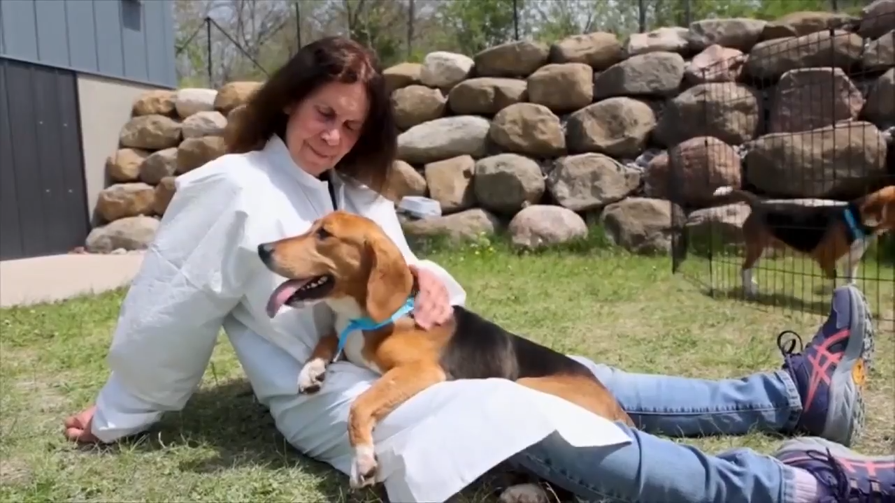 Busloads of rescued beagles arrive at Big Dog Ranch Rescue in Palm ...