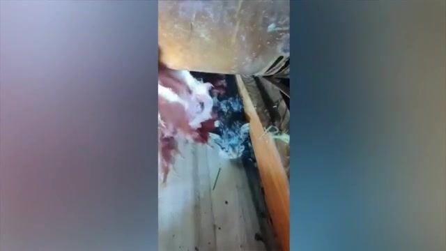 A faint meow in the rubble of a Mississippi tornado leads to a stunning rescue