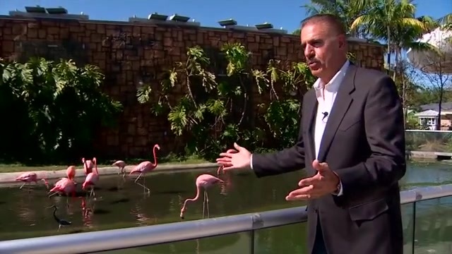 As Zoo Miami’s Ron Magill retires, he reveals mission to make the flamingo Florida’s state bird