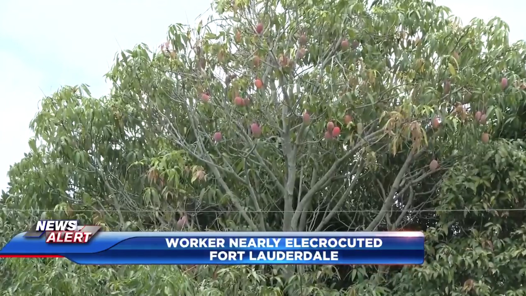 Elderly landscaper critical after being shocked by power line while picking mangoes in Fort Lauderdale