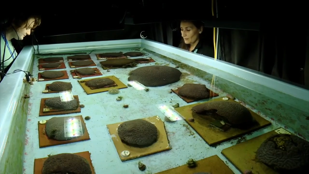 Scientists at Nova Southeastern University reproduce corals to help restore Florida’s reef