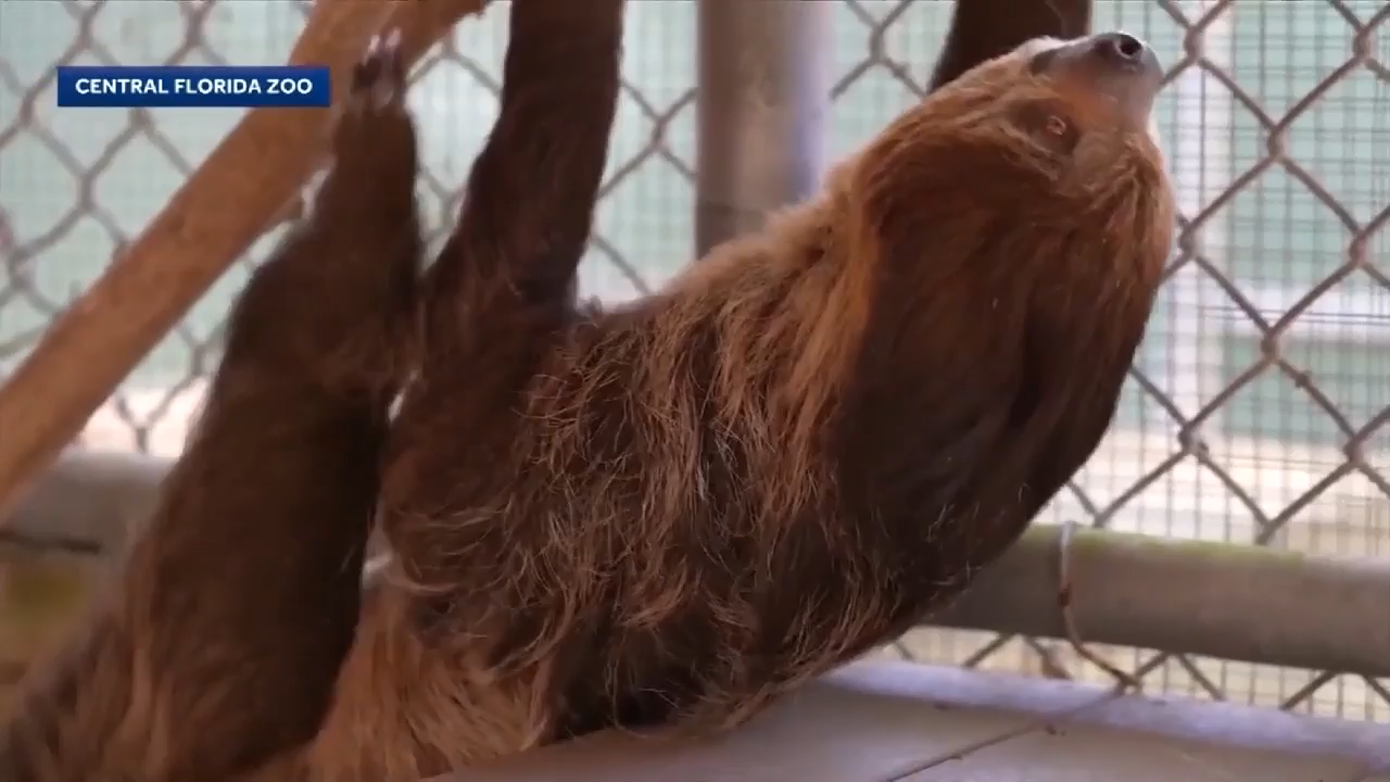 13 donated sloths continuing to recover at Central Florida Zoo near Orlando
