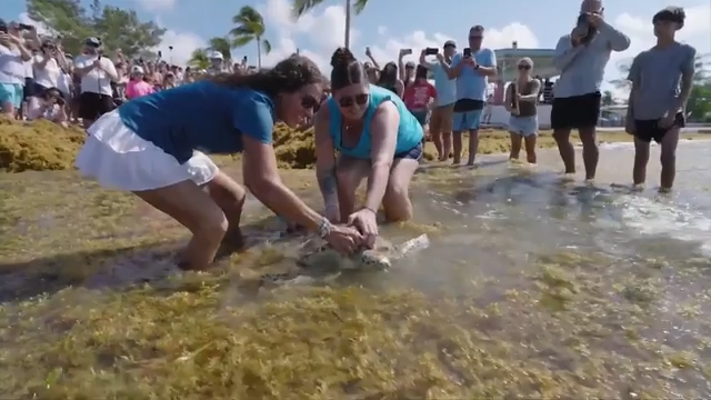 wsvn.com - Jayme Berezdivin - Sea turtle released into the wild by Turtle Hospital in Key West after surviving boat strike - WSVN 7News | Miami News, Weather, Sports | Fort Lauderdale