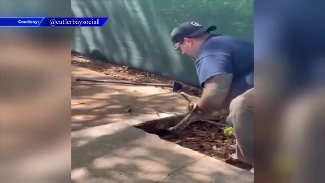 FWC removes snake, 20 eggs from Cutler Bay sidewalk after struggle with trapper