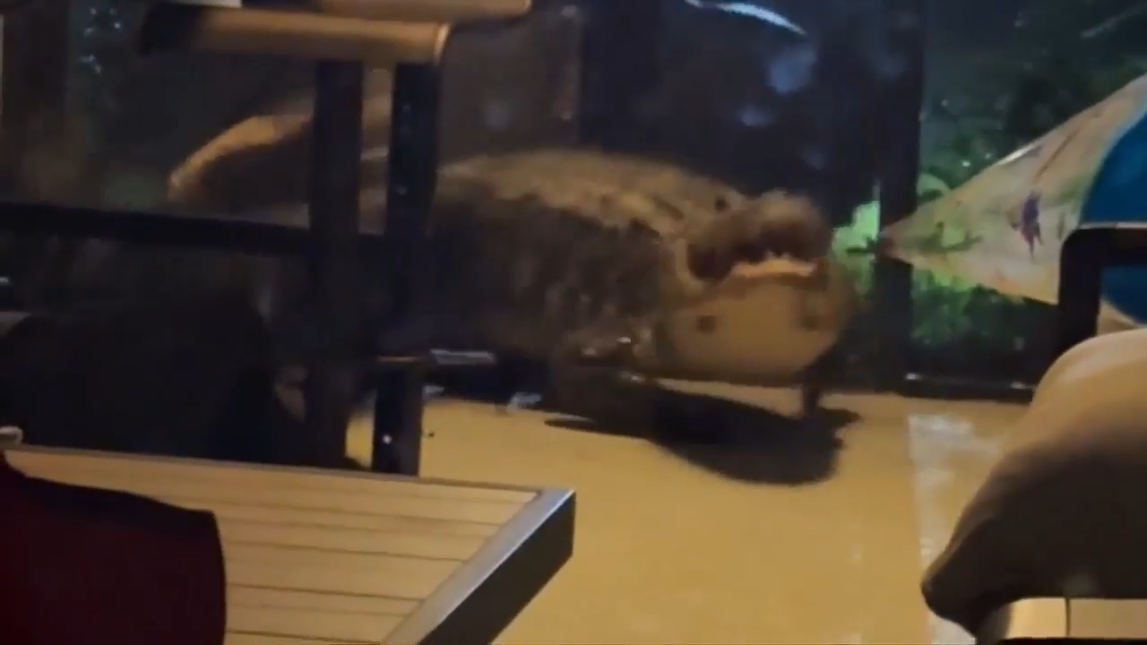 ‘It was scary’: Ave Maria homeowner finds 2 gators locked in violent fight outside her home