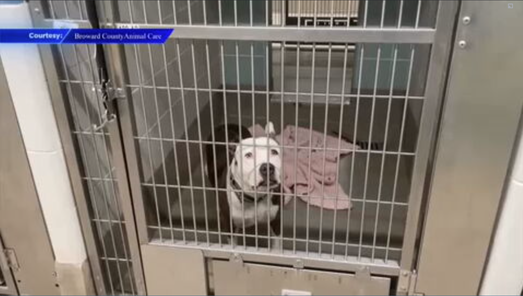 Broward County Animal Care says they are at capacity, waives adoption costs for new owners