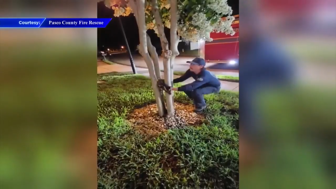 Firefighter frees trapped owl from base of tree near Tampa