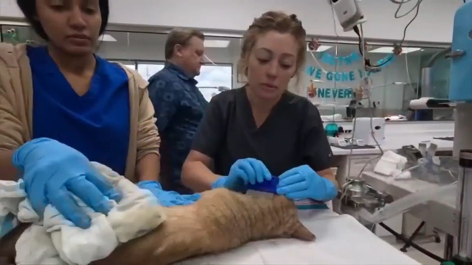 New Street Cat Clinic brings rescue to South Florida outdoor cats