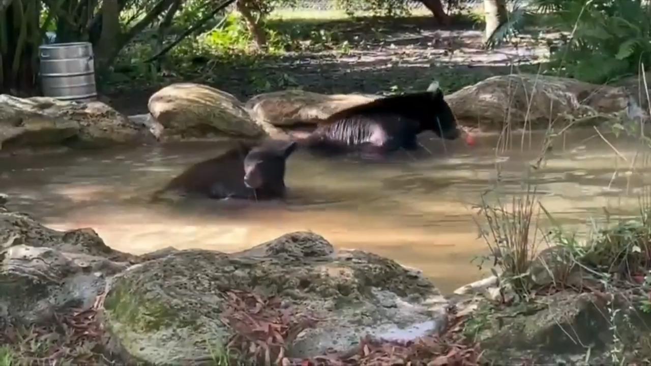 Flamingo Gardens welcomes two orphaned bear cubs in Davie