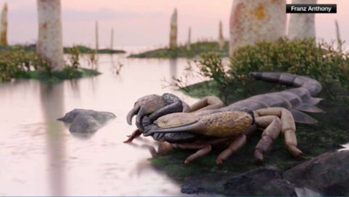Ancient Fossil Reclassified as Largest Known Scorpion