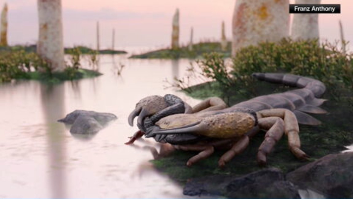 The largest scorpion to walk the Earth was the size of a bas