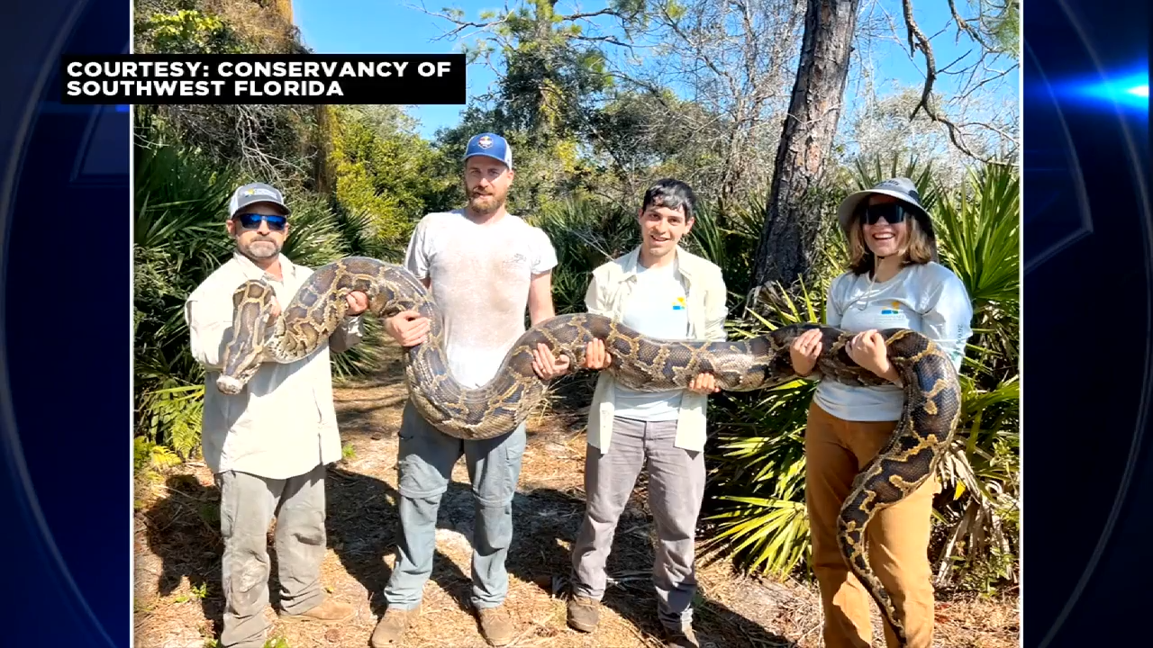 Biologists announce record removal of 177 Burmese pythons ne