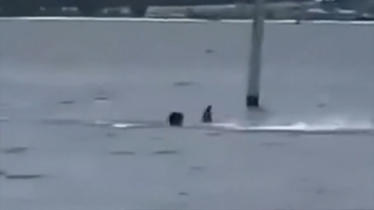 Video shows terrifying shark attack off Panama Cit