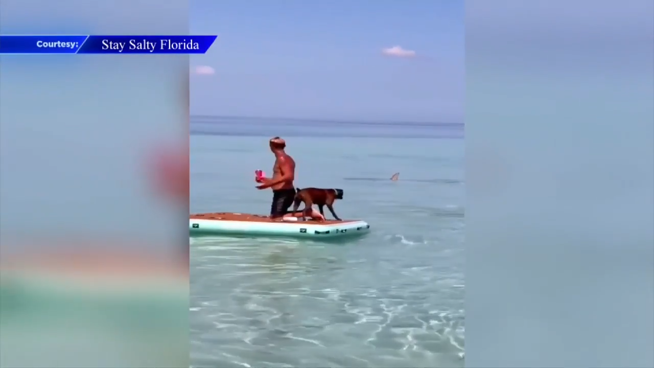 Swimmers scramble out of water after shark chases fish into shallow waters off the Keys