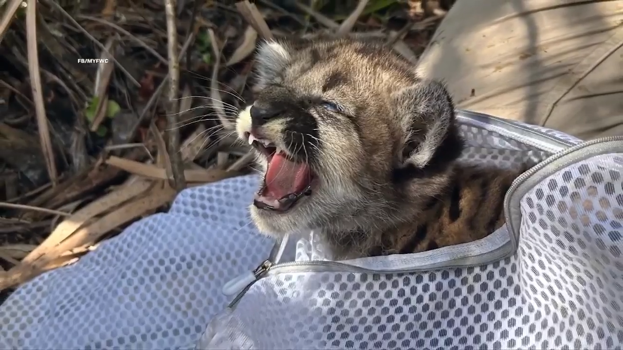 Endangered Florida panther cub recovering in Naples Zoo after being abandoned by mother