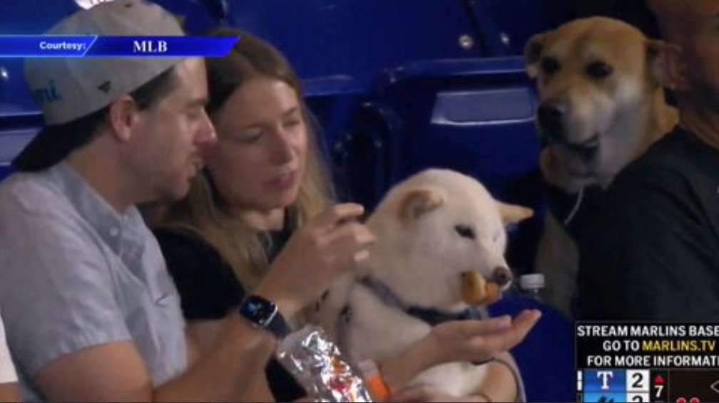 Photo: WSVN Viral Moment and Marlins’ Response