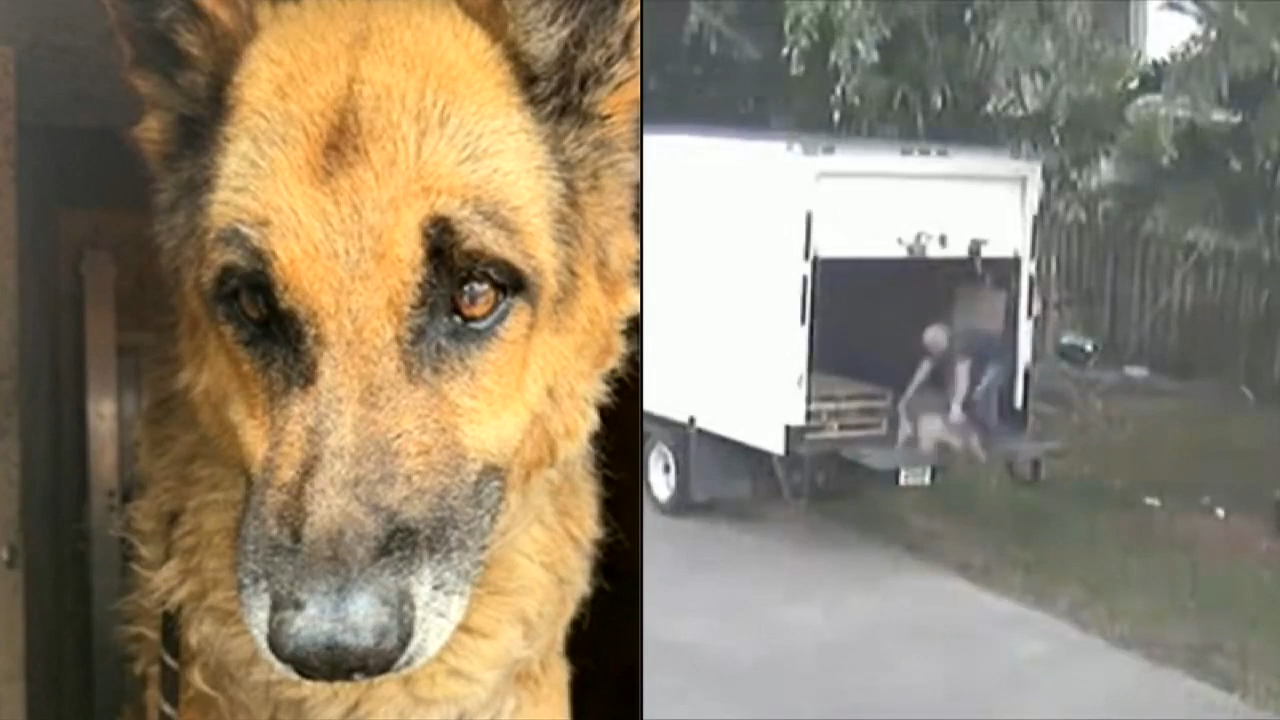 Broward man accused of abusing elderly German shepherd appears before judge