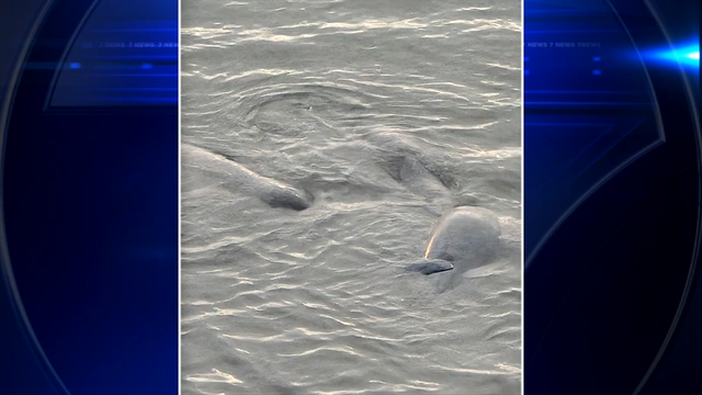 7News viewer captures images of manatee mating herd spotted in Miami