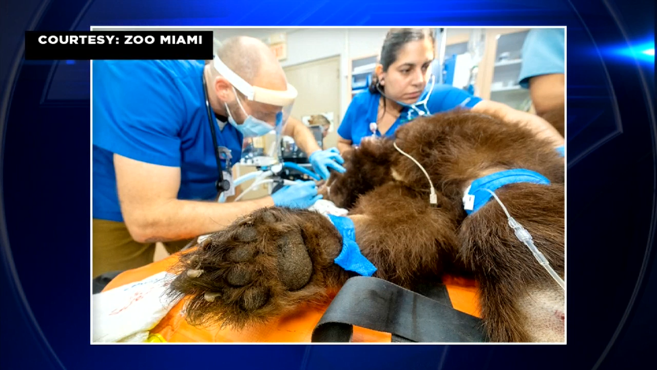 Pair of bear sisters in good health after wellness exams at Zoo Miami’s Animal Hospital