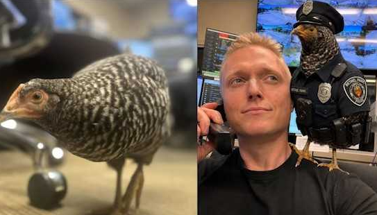 Lost chicken becomes temporary police recruit following road rescue in Pennsylvania