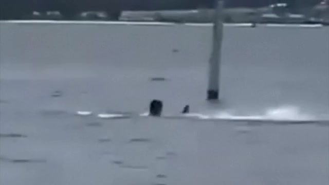 Video shows shark attack off Florida Panhandle tha