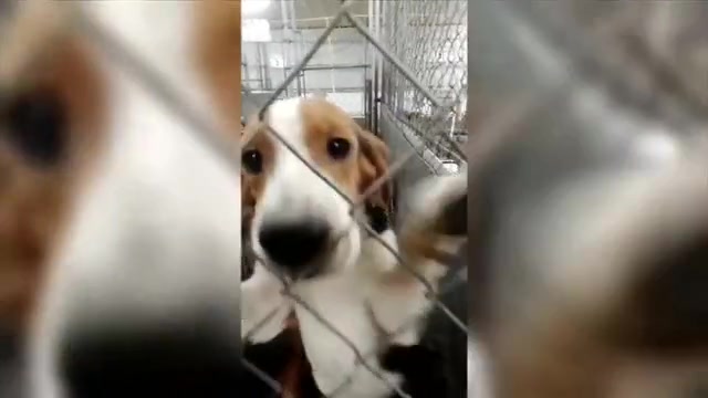 Wisconsin beagle research facility that drew protests is closing as Florida rescue group takes in dogs