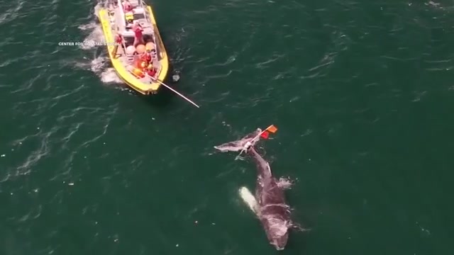 Humpback whale caught in fishing rope freed off Massachusetts: ‘It was an honor,’ rescuers said