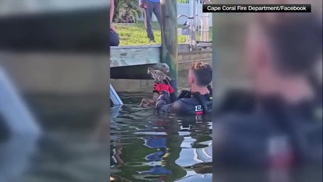 Crews responding to call of dog in distress rescue coyote pup from Cape Coral lake