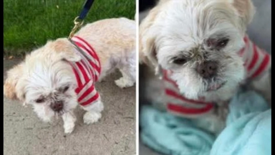 Lost dog from Ocala reunites with family after reappearing in New York City