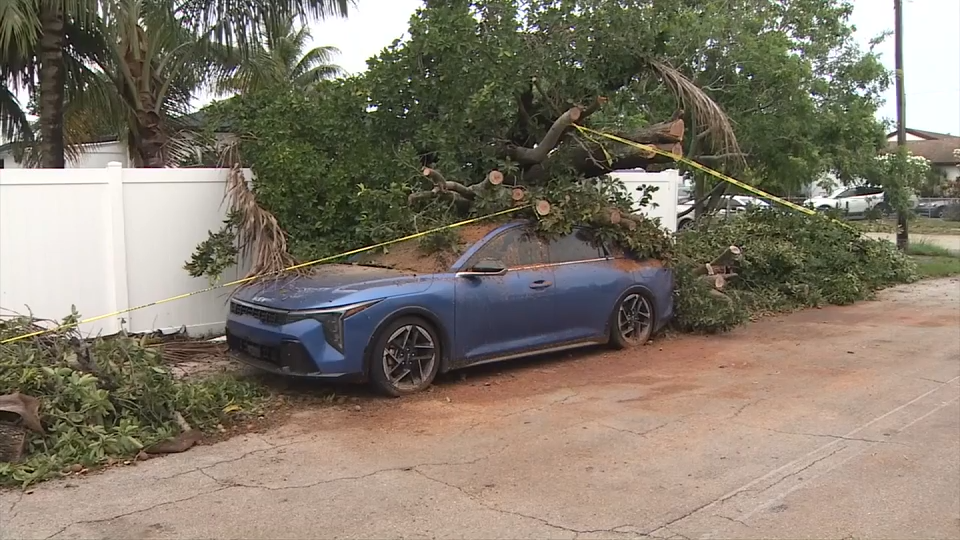 wsvn.com - Litzy Grijalba - Car crushed by tree during storm in Hollywood; no injuries reported - WSVN 7News | Miami News, Weather, Sports | Fort Lauderdale