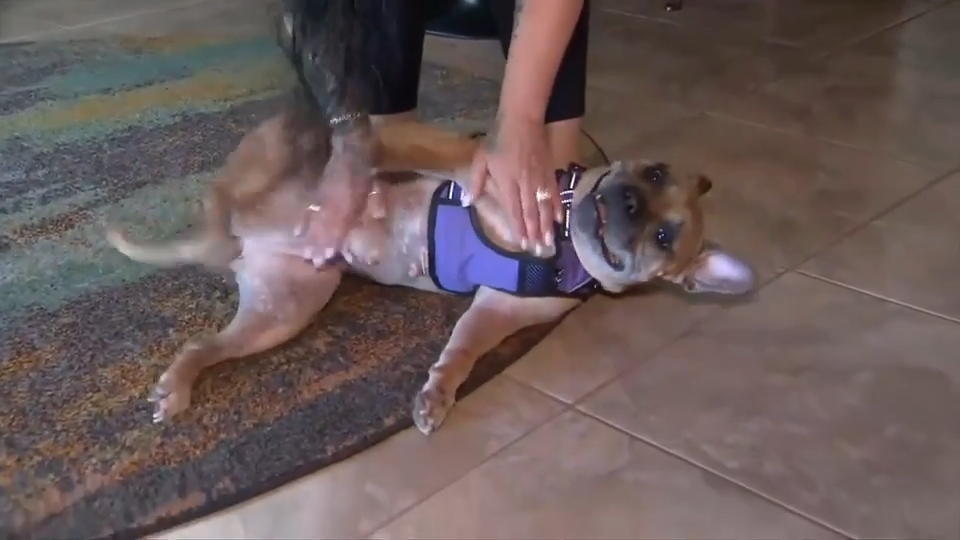 Dog found abandoned in Fort Lauderdale gains 19 pounds, stays active under care of medical foster in West Palm Beach