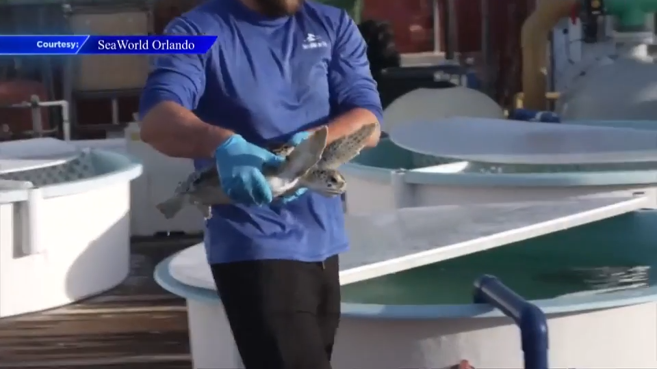 SeaWorld Orlando returns 9 rehabilitated green sea turtles to the Atlantic Ocean