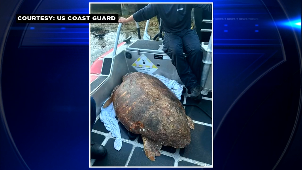 USCG rescues distressed 450-pound sea turtle off Sugarloaf Key