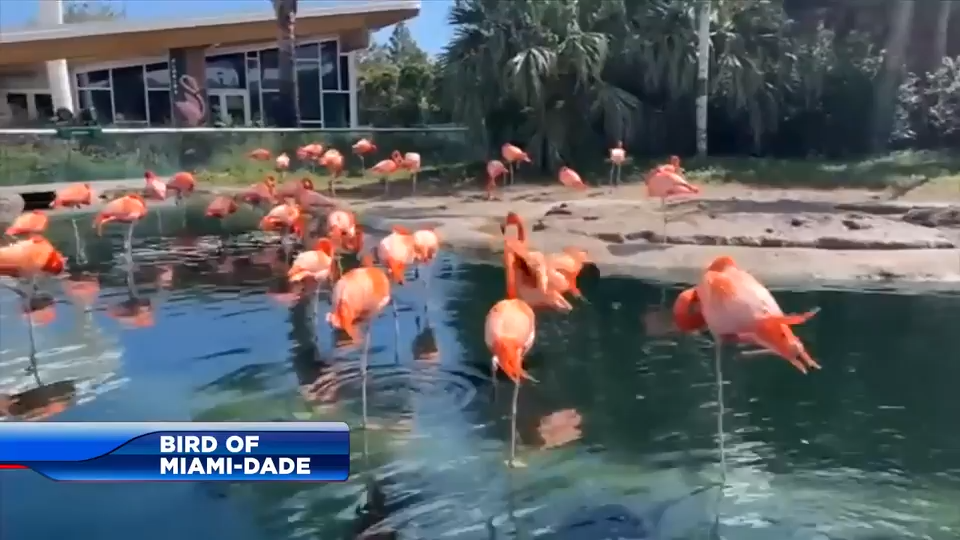 Miami-Dade names American flamingo as official county bird