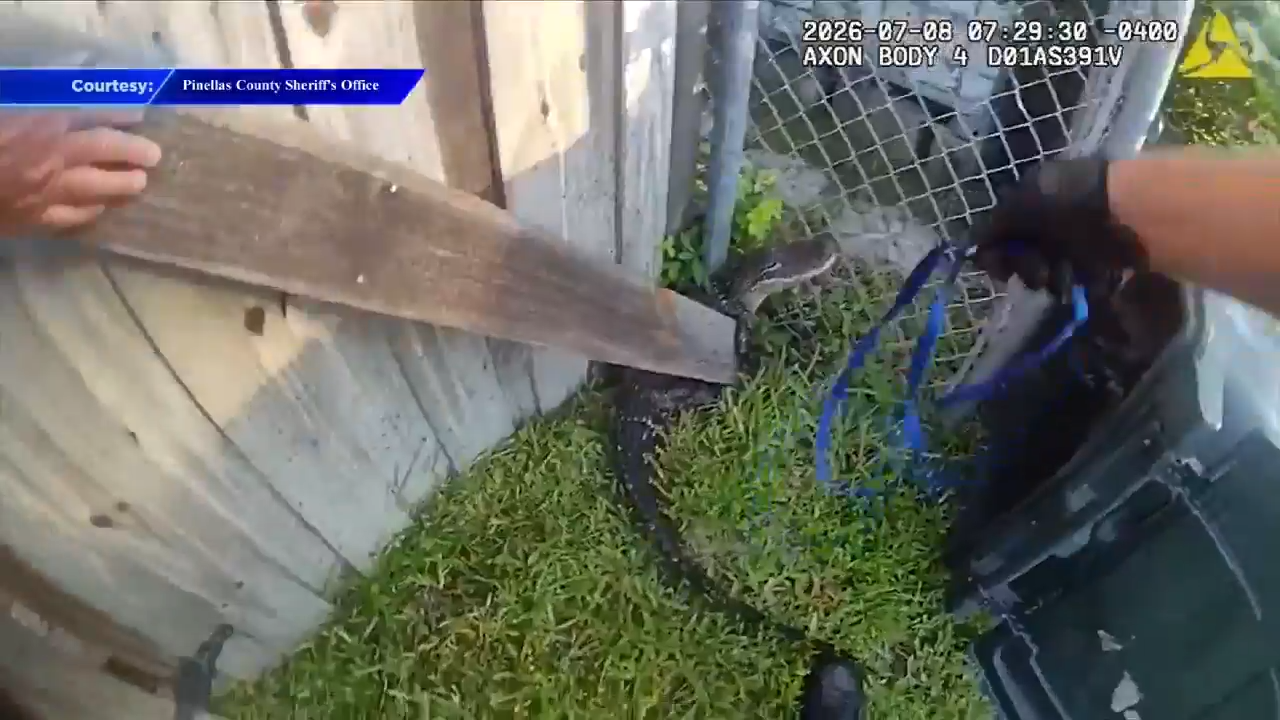 Pinellas County deputy handles his first ever gator call near Tampa