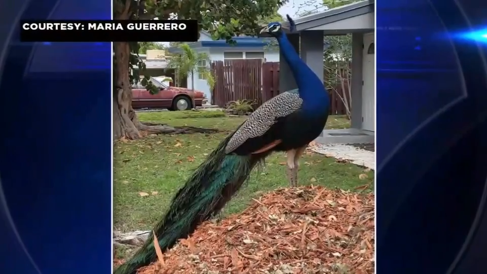 Fort Lauderdale neighborhood devastated after wild peacock that roamed the area died from cruel attack