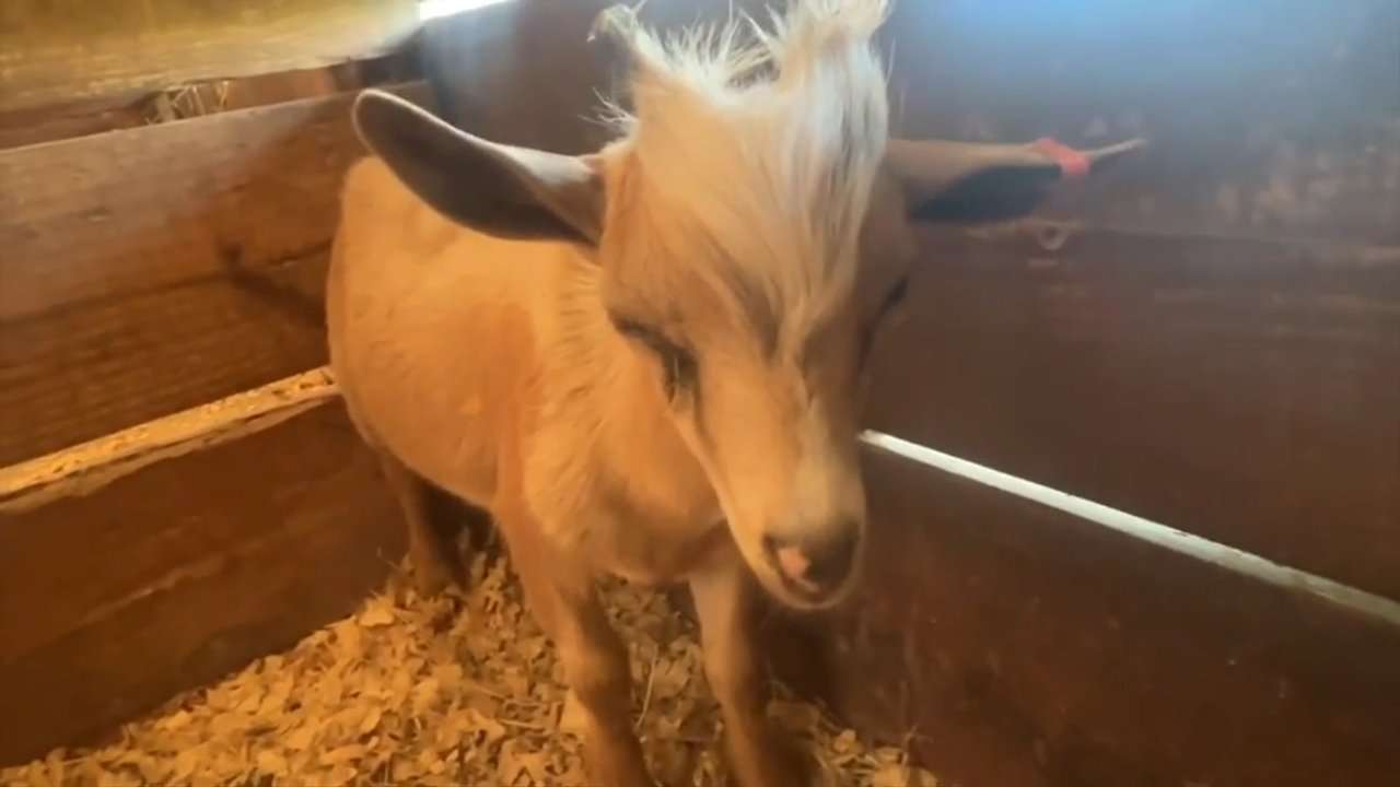 Rescued baby goat allegedly used in witchcraft at Miami rapper’s home starts fresh in Ocala