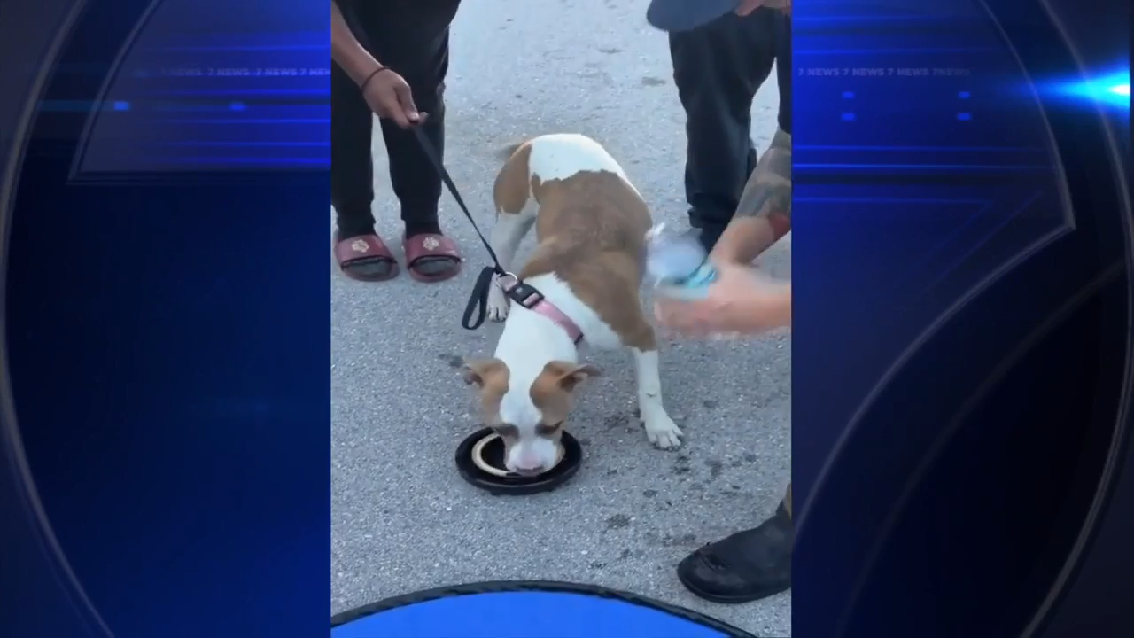 Drone technology leads to rescue of lost dog in Palm Beach County