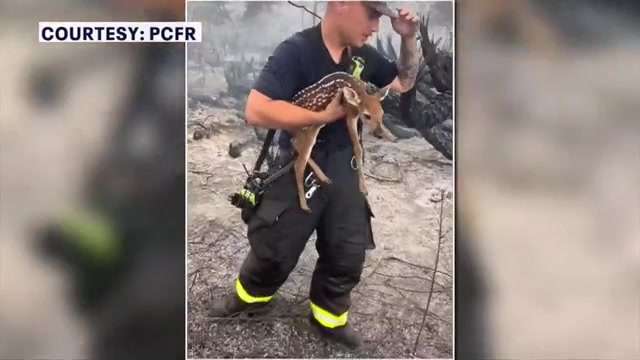 2 fawns recovering at wildlife sanctuary after being rescued from Pasco County wildfire