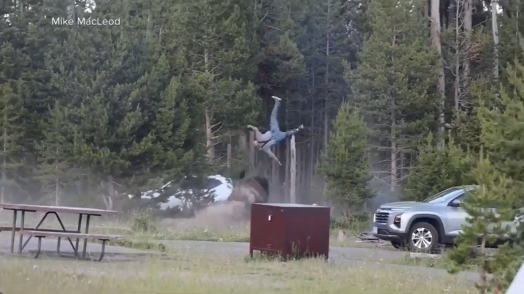A dramatic image of a bison attack at Yellowstone National Park