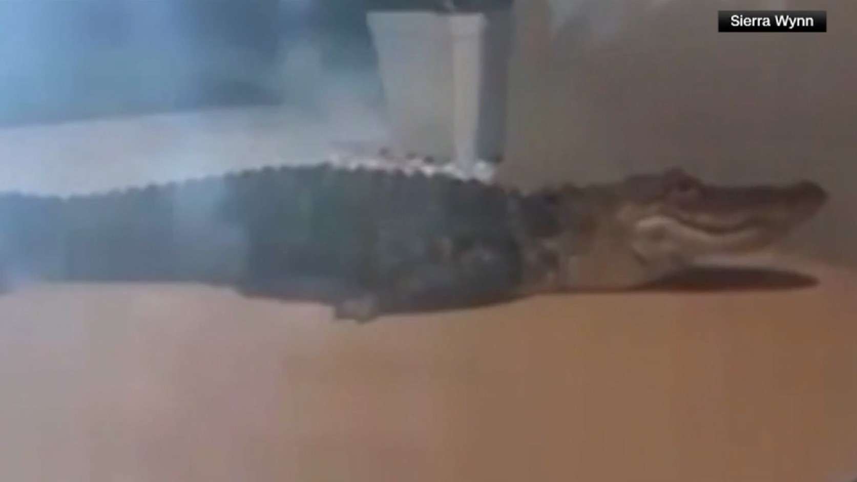 Alligator Encounter on Front Porch Alerts Florida Resident