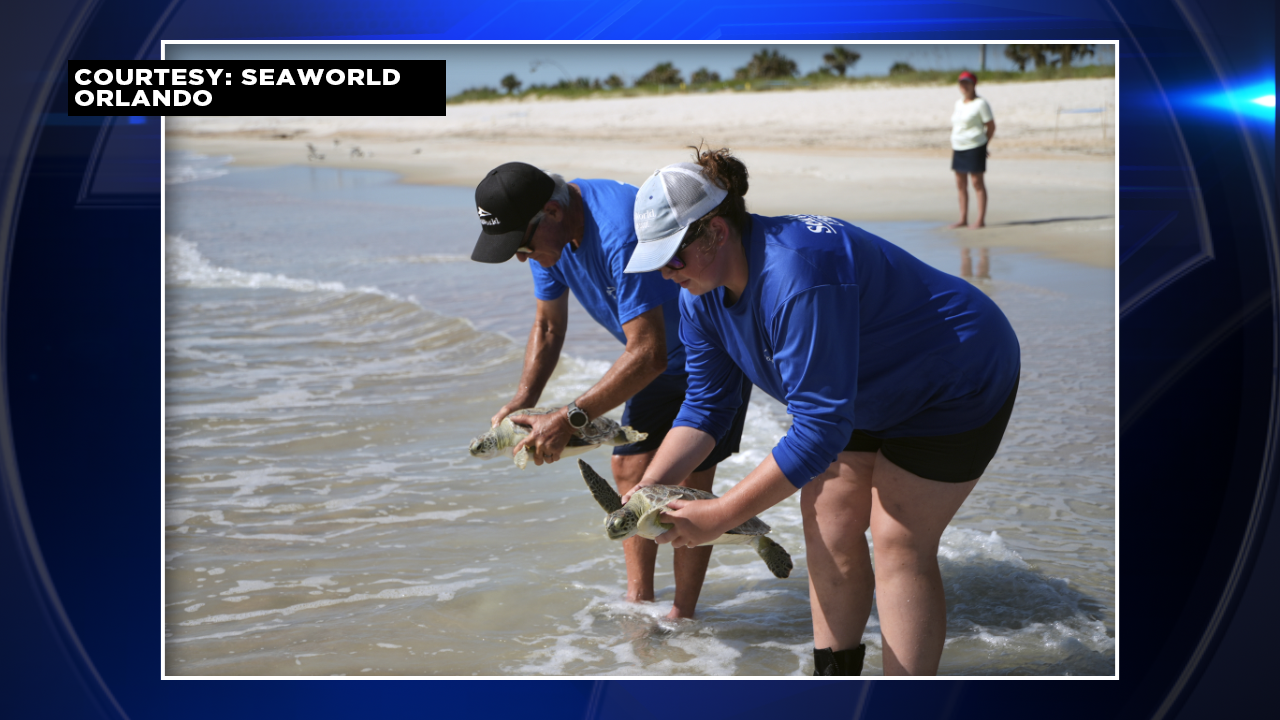 SeaWorld Orlando returns 9 rehabilitated green sea turtles to the Atlantic Ocean