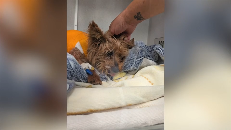 Yorkie Recovers After Severe Alligator Attack Near Sarasota