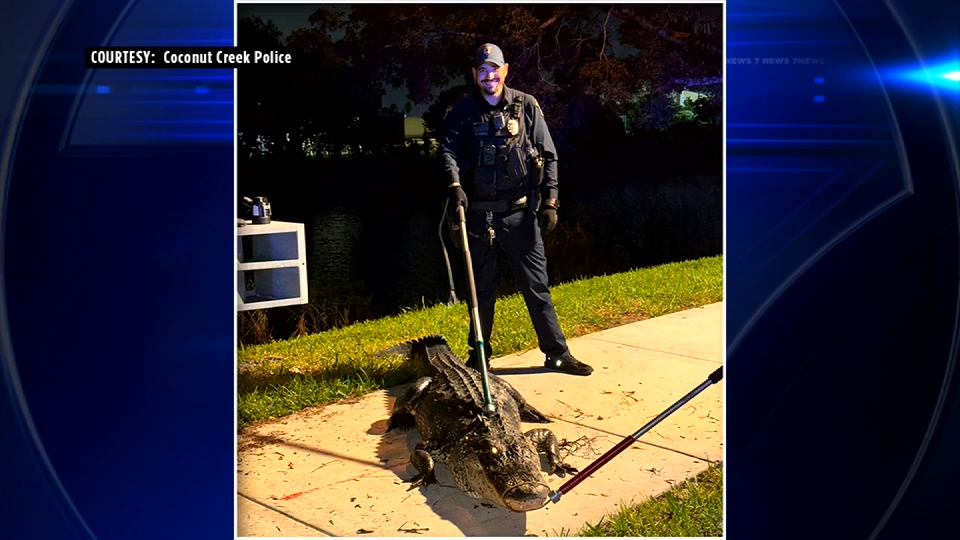 Alligator Relocated Near Coconut Creek High School