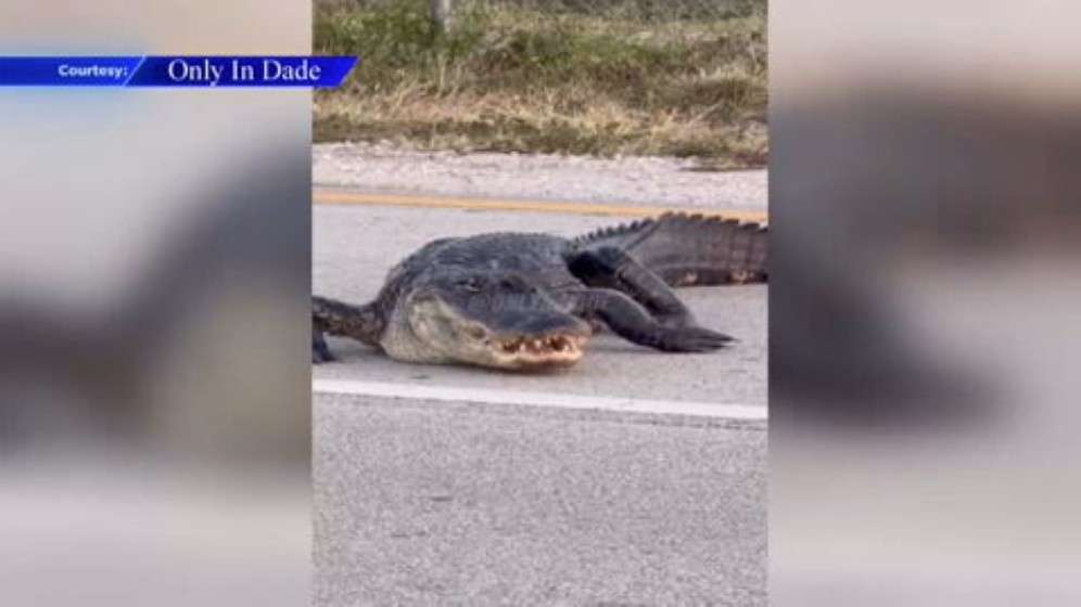 Video shows alligator taking a stroll through street in Miami Lakes