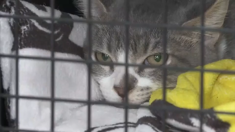 South Florida vets warn of spike in feline virus, provide tips on prevention