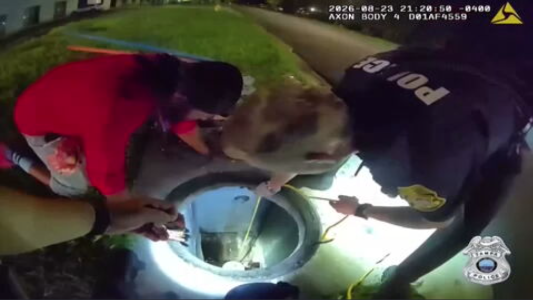 Tampa Police officer find creative way to rescue small dog stuck in drain
