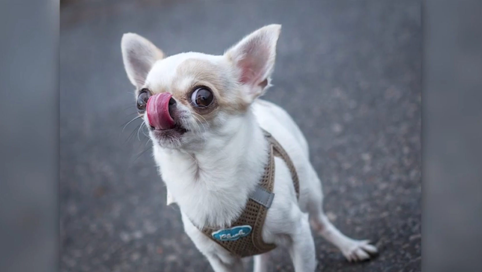 Chihuahuas share genetic link with coyotes, Stanford University researchers find