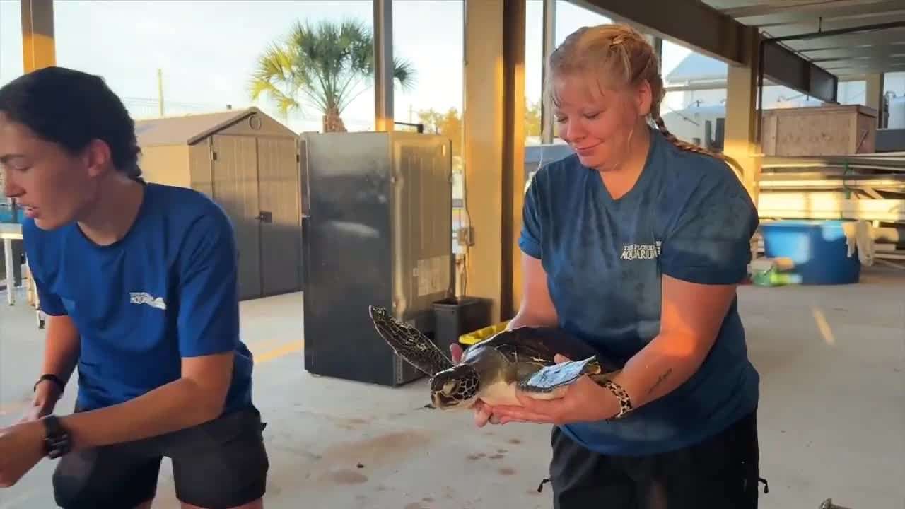 Four Rescued Sea Turtles Return to Ocean After Rehabilitation