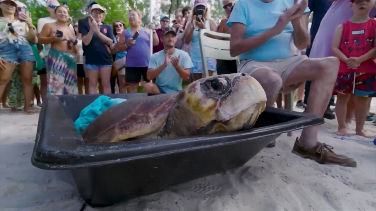 Beloved 270-Pound Sea Turtle Timmy Released After Resilient Recovery